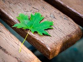 foglia d'acero verde su una vecchia panchina in un primo piano del parco foto