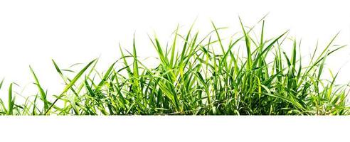isolato di erba verde su sfondo bianco foto