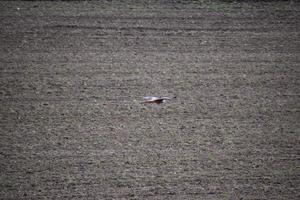 uccello di preda su Basso volo foto