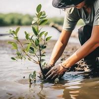 ripristino il costa Comunità Fidanzamento nel piantare mangrovie per ambiente conservazione e habitat restauro su terra giorno, promozione sostenibilità. terra giorno foto