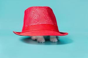 gattino sotto un cappello rosso foto