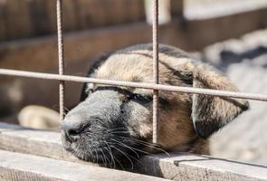 cucciolo in una cassa foto