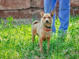 cane irsuto sul prato con il proprietario foto