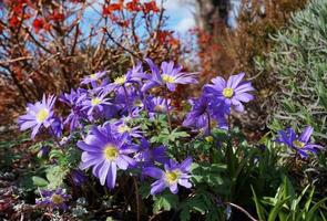 bellissimo blu anemone appennino fiori su verde erba sfondo vicino su. foto