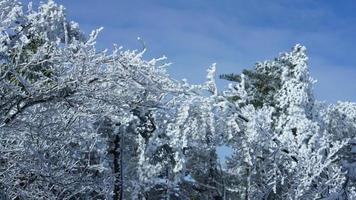 il congelato inverno Visualizza con il foresta e alberi coperto di il ghiaccio e bianca neve foto