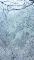 il congelato inverno Visualizza con il foresta e alberi coperto di il ghiaccio e bianca neve foto