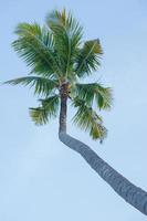 alto angolo Visualizza di Noce di cocco albero isolato su il blu cielo sfondo foto