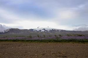 fiori di campo che fioriscono in estate vicino a un ghiacciaio islandese foto