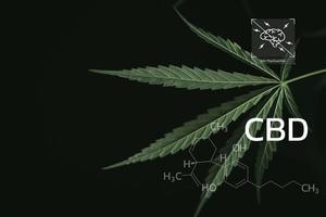 CBD chimico formula, bellissimo sfondo di verde canapa fiori un' posto per copia spazio, dispensario attività commerciale. cannabinoidi e Salute, canapa industria, verde foglia modello sfondo. foto