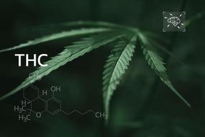 THC formula, tetraidrocannabinolo. CBD e THC elementi nel cannabis, in crescita marijuana, medico marijuana, dispensario attività commerciale. cannabinoidi e Salute, canapa industria, verde foglia modello sfondo. foto