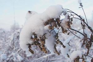 inverno bellissimo pianta rivestito con congelato bianca neve e ghiaccio foto