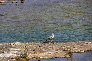 naturale scenario lago su il spagnolo canarino isola nonna canaria nel maspalomas con acqua, dune impianti e selvaggio uccelli foto