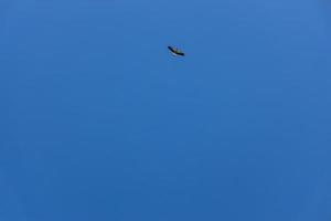 gratuito selvaggio nero e bianca cicogna nel volo contro il sfondo di il primavera senza nuvole blu cielo foto