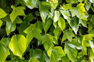 naturale verde sfondo con pianta rampicante all'aperto avvicinamento foto