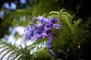 viola esotico fiori su verde sfondo di un' albero nel un' giardino avvicinamento foto