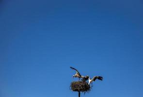 gratuito uccelli cicogne su un' sfondo di il blu cielo nel volo combattente per gnazo nel il primavera foto