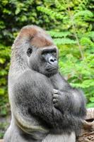gorilla nel il zoo foto