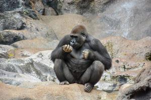 gorilla nel il zoo foto