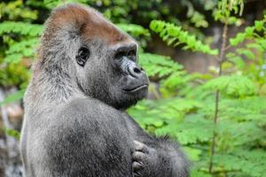 gorilla nel il zoo foto