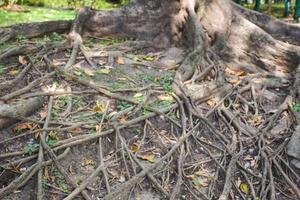 alberi e radici, bellissimo scenario nel Regina sirikit parco nel bangkok, Tailandia foto