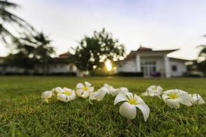 fiore tropicale della stazione termale di plumeria in un villaggio giardino foto