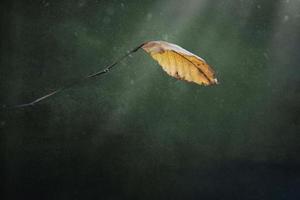 autunno d'oro foglia su il ramo su il originale sfondo foto