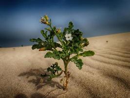 l piccolo fioritura pianta in crescita nel il dune su il canarino isola fuertaventura nel Spagna foto