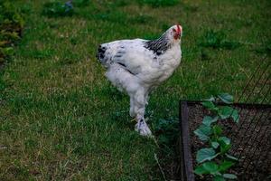 di razza galline su il verde erba nel il giardino su un' estate giorno biologico agricoltura foto