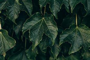 naturale buio verde sfondo con uva le foglie avvicinamento foto