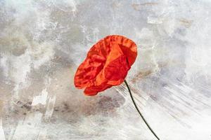 rosso papavero fiore al di sopra di bianca isolato sfondo nel avvicinamento foto