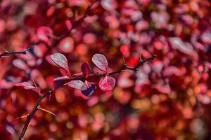 rosso autunno le foglie su un' piccolo albero foto