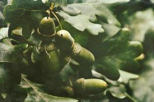 verde autunno ghiande su il ramo di un quercia tra il le foglie foto