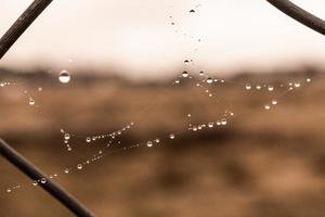 poco delicato acqua gocce su un' ragno ragnatela nel avvicinamento su un' nebbioso giorno foto