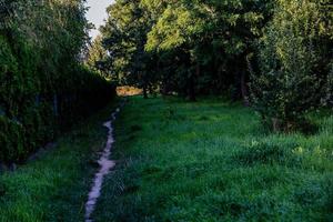estate paesaggio pietra sentiero tra verde impianti e betulle foto