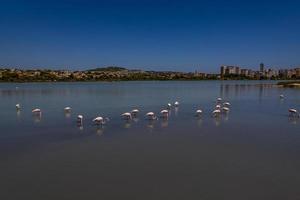 l uccello bianco-rosa fenicottero su un' salato blu lago nel Spagna nel calpe urbano paesaggio foto