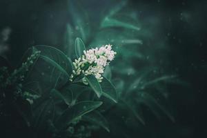 l bianca fiore di un' cespuglio avvicinamento contro un' sfondo di verde le foglie nel luce del sole primavera giorno nel il parco foto