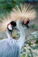 bellissimo incoronato gru balearica pavonina foto