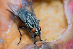 macro close up di una mosca domestica cyclorrhapha, una specie di mosca comune che si trova nelle case foto