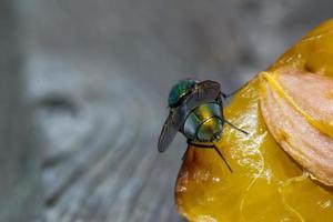 macro close up di una mosca domestica cyclorrhapha, una specie di mosca comune che si trova nelle case foto