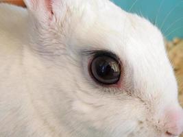 primo piano di una faccia di coniglio bianco foto