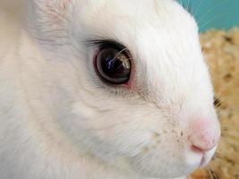 primo piano di una faccia di coniglio bianco foto