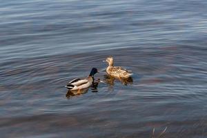 anatra e drake galleggiante su il acqua foto