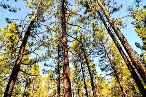 alberi nella foresta foto