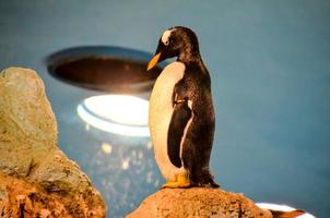 pinguino nel il zoo foto