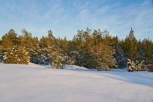 neve e alberi foto