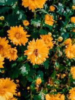 gruppo di crisantemi gialli foto