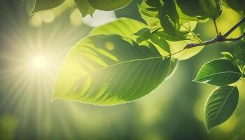 natura di verde foglia nel giardino a estate sotto luce del sole. generativo ai foto