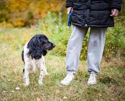 Russian spaniel ritratto di un cane foto