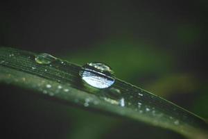 Close up di erba verde acqua scende dopo la pioggia nella luce del mattino con uno sfondo di natura foto