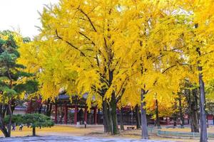 luminosa colorato acero le foglie su il ramo nel il autunno stagione. foto